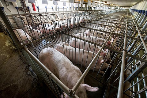 PETA impact: Use of gestation & farrowing crates in pig farming banned in Rajasthan