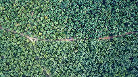 Dense forest to come up in Sanwer Road Industrial Area in Indore, 6 lakh sq​ft area reserved