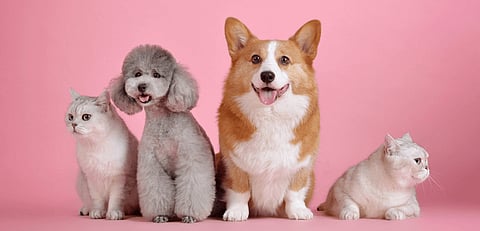 Wish your pets a Happy International Pet Day with THESE 7 supaw-saver KnockOFF deals!