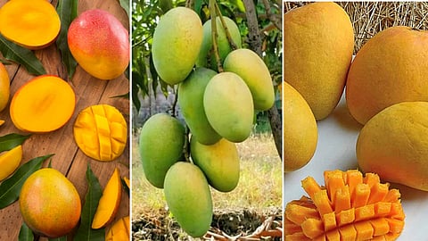 mangoes