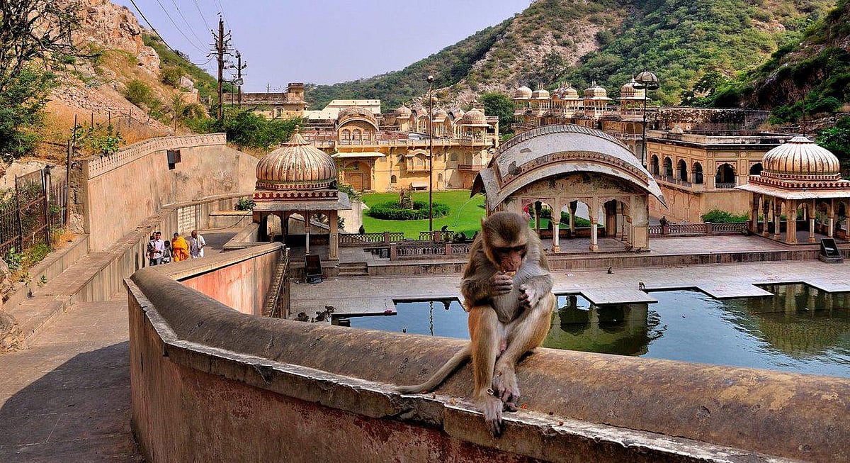 Galta Monkey Temple In Jaipur