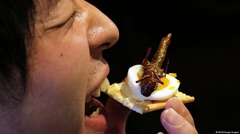 Insects are more commonly eaten in Asia, Africa and South America than in Europe and North America