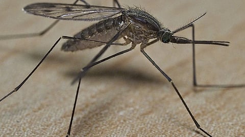 Anopheles stephensi