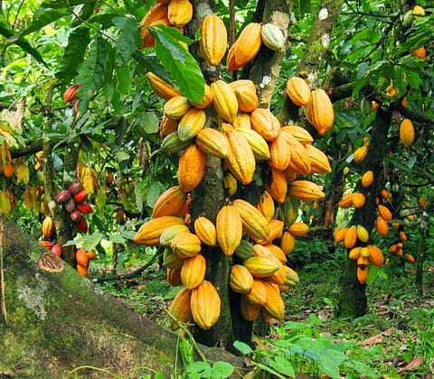 A coco plantation farm