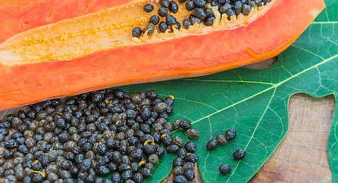 Pawpaw Seeds