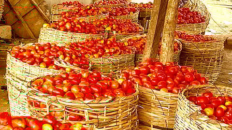 Tomatoe for Sale