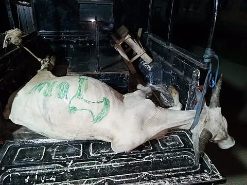 Osun Police "Arrest" Cow Meant For Cult Day Celebration