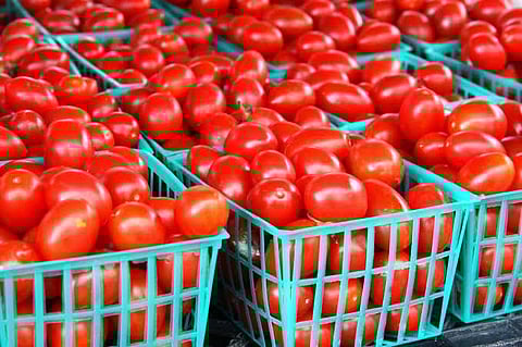 Tomatoes 