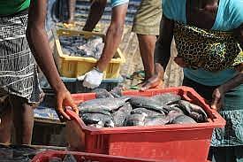 Fishery Business