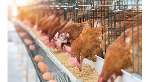 Hen, Chicken eggs and chickens eating food in farm