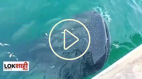 Whale Fish Viral News 