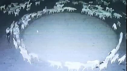 आर्श्चयकारक: चीनमध्ये 12 दिवसांपासून एकाच जागेवर गोल गोल फिरतायत बकऱ्यांचा घोळका|Viral Video   