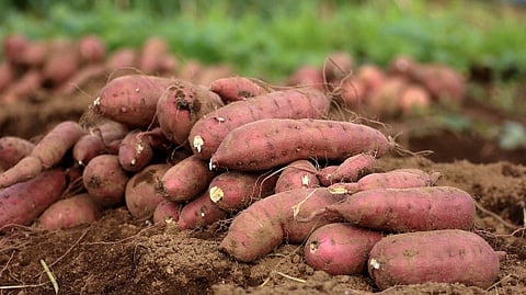 sweet potatoes benefits