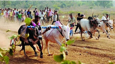 जिल्ह्यात बैलगाडी शर्यतींना परवानगी, जिल्हाधिकाऱ्यांचे आदेश; नियमांचे पालन न केल्यास कारवाई