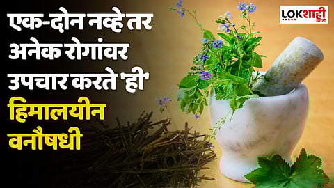 एक-दोन नव्हे तर अनेक रोगांवर उपचार करते 'ही' हिमालयीन वनौषधी; जाणून घ्या आश्चर्यकारक फायदे