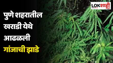 पुणे शहरातील खराडी येथे आढळली गांजाची झाडे 