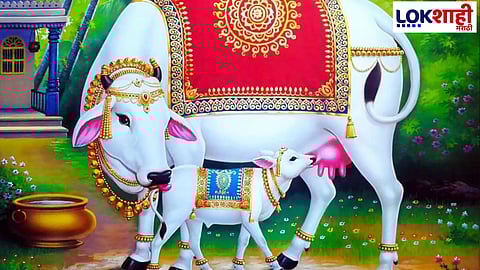 First day of Diwali Vasubaras: आज दिपोत्सवाचा पहिला दिवस म्हणजेच वसुबारस!