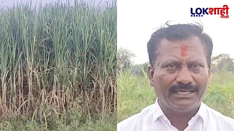 दर जाहीर करा अन्यथा ऊस वाहतूक बंद पाडू; स्वाभिमानी शेतकरी संघटना आक्रमक