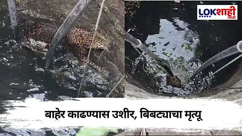 Wardha : कारंजा तालुक्यात विहिरीत पडलेल्या बिबट्याचा मृत्यू