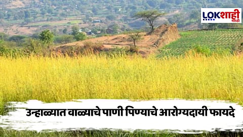 Vala Vanaspati : उन्हाळ्यात वाळ्याचे पाणी पिल्याने शरीराला 'हे' फायदे होतात