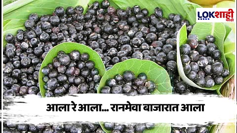 Special Report : अस्सल रानमेवा खाण्यासाठी ग्राहकांची झुंबड