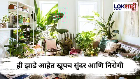 Plants : 'ही' झाडे घरातील हवा ठेवतील शुद्ध 