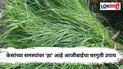 Durva : गणपतीला वाहिल्या  जाणाऱ्या दूर्वा केसांसाठी वरदान ; फायदे वाचून व्हाल थक्क