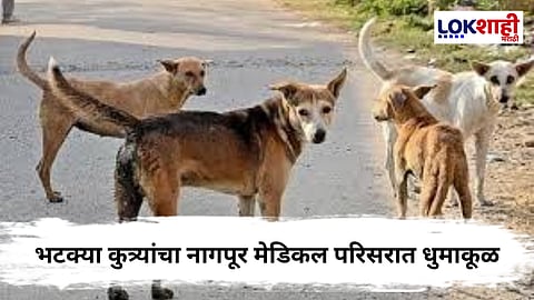 Nagapur : मेडिकल वॉर्डमध्ये भटक्या श्वानांचे वाढते प्रमाण; प्रशासनाचे दुर्लक्ष, 