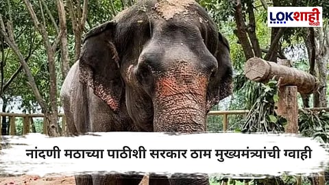 Mahadevi Elephant : महादेवी माधुरी हत्तीणीसाठी राज्य शासनाची पुढाकाराची भूमिका