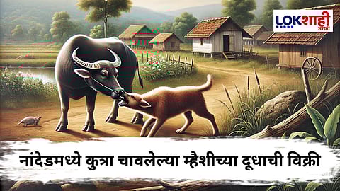 Nanded : पिसाळलेल्या कुत्र्याने घेतला म्हशीचा चावा अन् मृत्यूपूर्वीच तिच्या दूधाची गावभर विक्री,  182 जणांना रेबीजची..