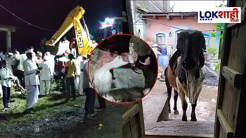 Washim : जामखेड गावावर पसरली शोककळा! मंदिराला सोडलेल्या नंदीबैलाच्या जाण्याने गावकऱ्यांचा अश्रू अनावर 