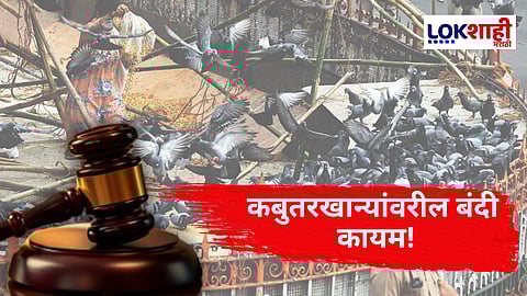 Kabutarkhana Hearing : कबुतरखान्यासंदर्भात हायकोर्टाचा निकाल स्पष्ट; रस्त्यावर पक्ष्यांना अन्नपाणी देण्यास बंदी कायम 