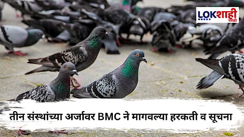 Pigeon Feeding 