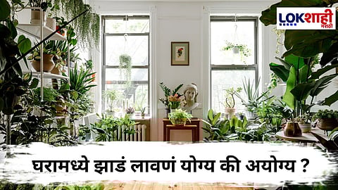 Indoor plants : तुमच्या घरामधील झाडं तुम्हाला खरंच ऑक्सिजन देणार का? जाणून घ्या