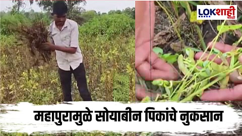 Special Report Soyabin Crop Loss :  महापुरात सोयाबीन कुजली, शेतकरी हतबल
