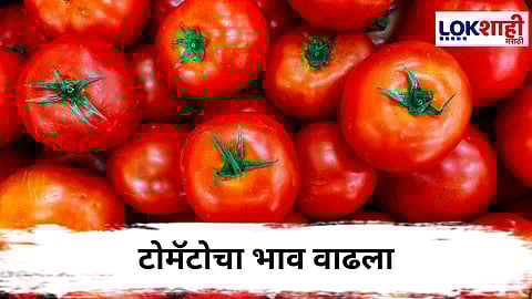  Tomato price