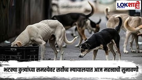 Supreme Court : भटक्या कुत्र्यांसंदर्भात उच्च न्यायालयात सुनावणी