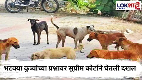 Supreme Court  : भटक्या श्वानांबाबत सुप्रीम कोर्टाचे महत्त्वाचे आदेश