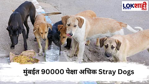 Stray Dogs : मुंबईत 90000 पेक्षा अधिक Stray Dogs; शेल्टर होम मात्र 8, कसा लागू होणार सुप्रीम कोर्टाचा आदेश?