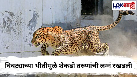 Leopard Attack : बिबट्याच्या भीतीमुळे सोयरिक जुळेना,शेकडो तरुणांची लग्नं रखडली,