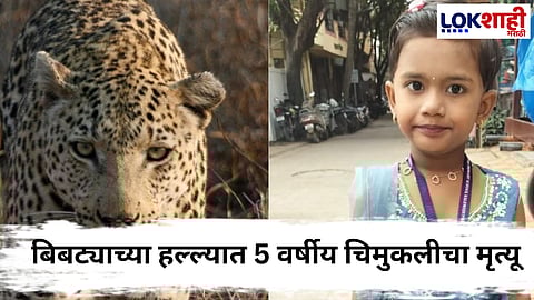 Ahilyanagar Leopard Attack : बिबट्याच्या हल्ल्यात 5 वर्षीय चिमुकलीचा मृत्यू, मृतदेह सापडला