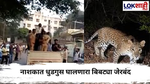 
Nashik News : नाशकात धुडगुस घालणारा बिबट्या जेरबंद