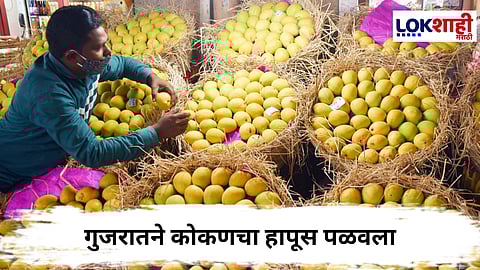 Alphonso Mango : हापूस आंब्यावर गुजरातचा दावा, कोकणवासीयांचा कडाडून विरोध