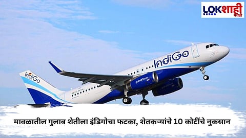 MAVAL ROSE FARMERS FACE ₹10 CRORE LOSS DUE TO INDIGO AIRLINES DELAYS