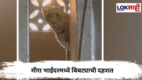 Leopard Rescue : मीरा भाईंदरमध्ये बिबट्याची दहशत,हल्ल्यात सात जण जखमी