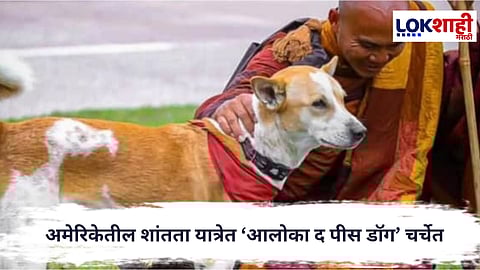 Aloka the Peace Dog : अमेरिकेतील शांतता यात्रेत ‘आलोका द पीस डॉग’ चर्चेत