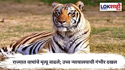 Tiger Deaths Case : राज्यात वाघांचे मृत्यू वाढले; अवघ्या २२ दिवसांत ११ वाघांचा मृत्यू
