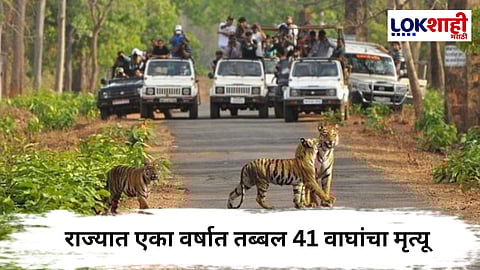 Tiger Death :  राज्यात एका वर्षात तब्बल 41 वाघांचा मृत्यू,  सरकारची लेखी उत्तरात धक्कादायक कबुली..