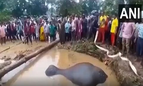 पाहा खड्ड्यात पडलेल्या हत्तीचा ‘हा’ थरारक व्हिडिओ