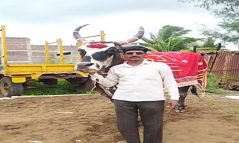 गिनीज बुकात नावलौकिक मिळवलेल्या गज्या बैलाचा मृत्यू